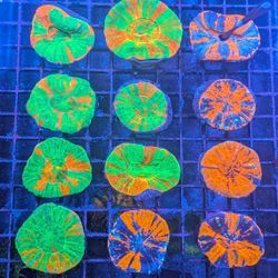 Bleeding Apple Scolys Warpaint Fake Coral Decorations Corals Marine Aquarium Fish Tank