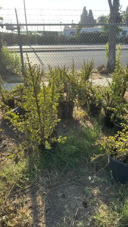 Elephant bush