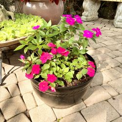 14” Black Plastic Pot with Impatient Flowers: 14”W x 9”H