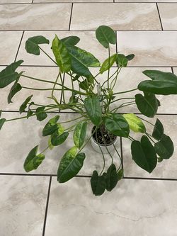 Variegated burle Marx philodendron