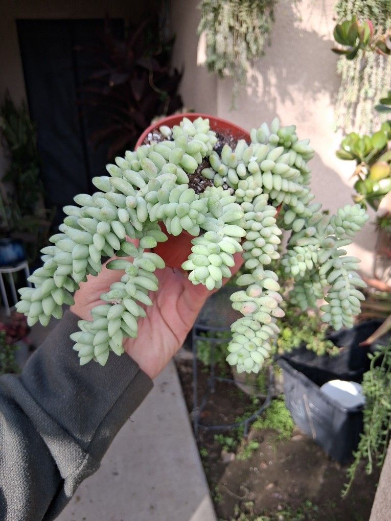 Small Donkey Tails Succulent Plant $12