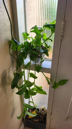 tradescantia fluminensis Plant