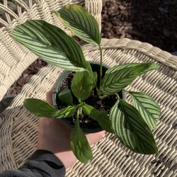 Beautiful Live Calathea Vittata House Plant 