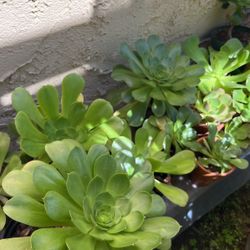 Succulents For Sale