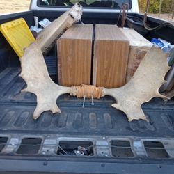 Gorgeous Moose Horns