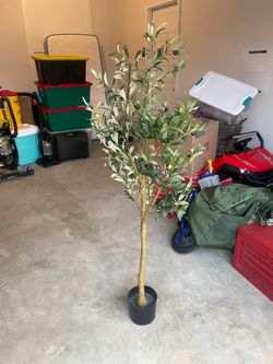 Olive tree