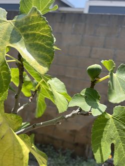 Fig Tree Branch