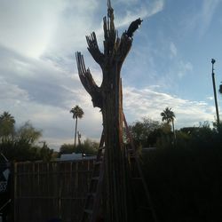 Saguaro cactus skeletons from 3 ft to 20 feet