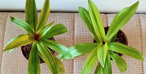 Live Beautiful Oyster Moses In The Cradle Indoor HousePlants With 4 Inch Nursery Pots Each $4