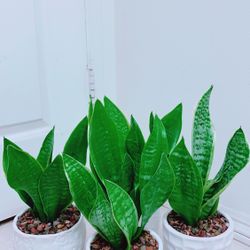 Snake Plants In Ceramic Pot - Indoor Plant -$12 each
