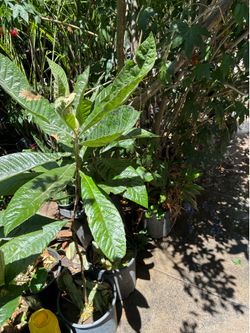Loquat Fruit Tree