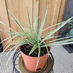 Dracaena Angustifolia (Rust pot-A)