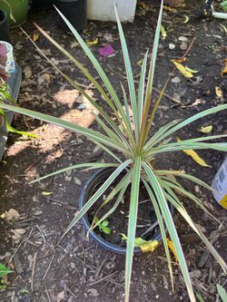 Dracaena marginata plant