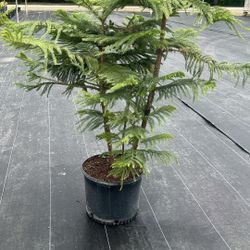 🌺 Plant: Dwarf Chenille