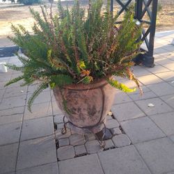 Gorgeous Pot And Plant reduced To 75