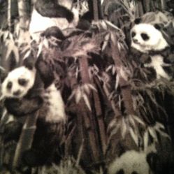 NEW  PANDA. Handmade blanket