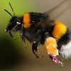 Bumblebee “Hablo Espanol”