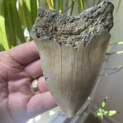 Huge Fossilized Megalodon Tooth 