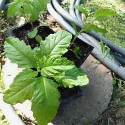 Bonitas plantas de epazote lista para trasplantar $2 Dlls C.u