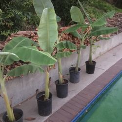 $200 for ten banana fruit trees 4-5 ft tall in