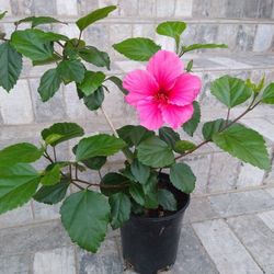 Hibiscus 