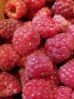 Everbearing Raspberry Plants Excellent Time to  Planting Now 