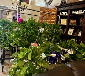 Photo Plants