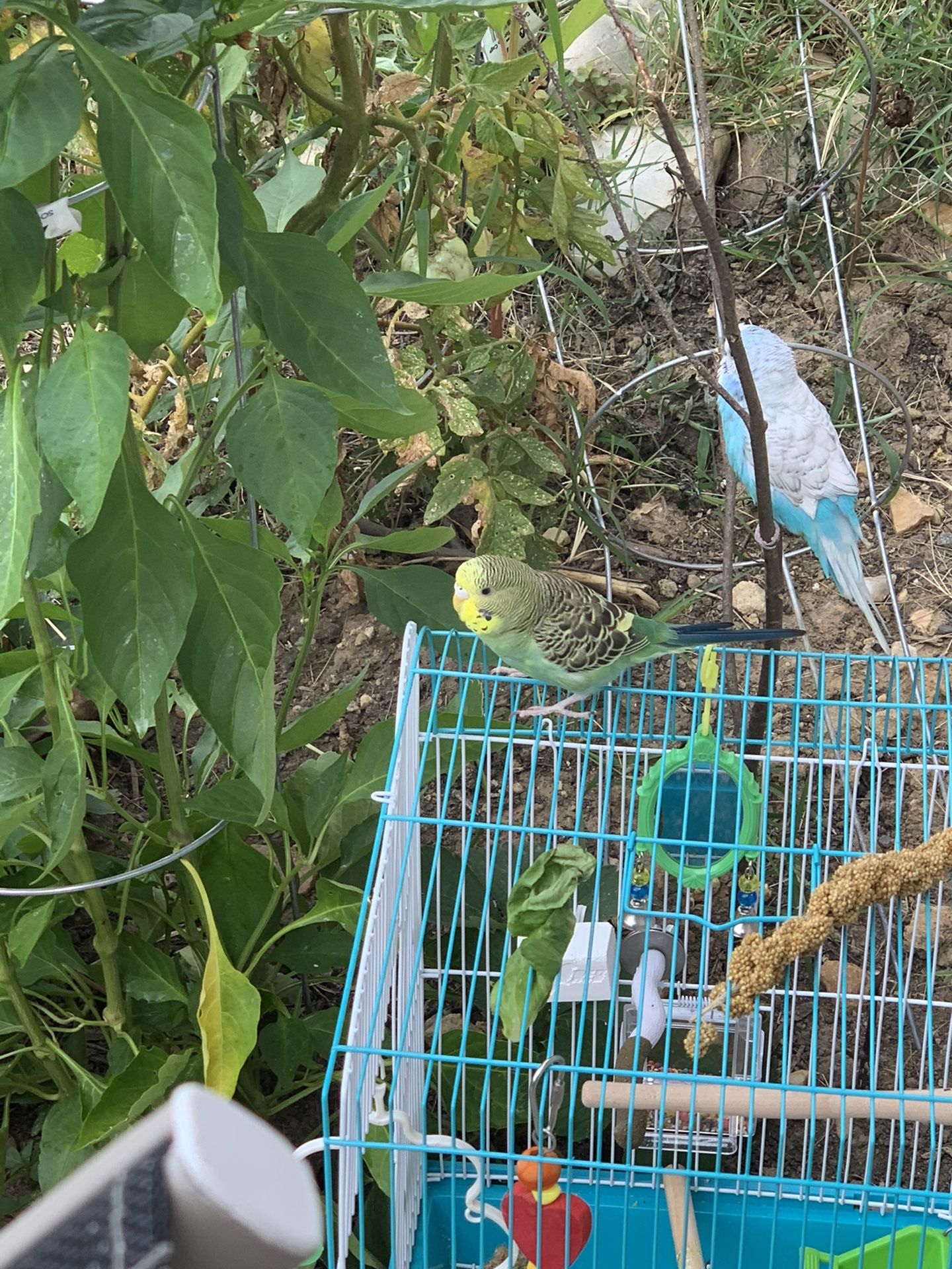 Green Parakeet