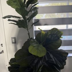 Indoor Fig Tree 