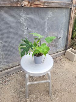 Philodendron Plant 4" Nursery Pot