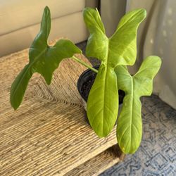 Philodendron Golden Violin Plant