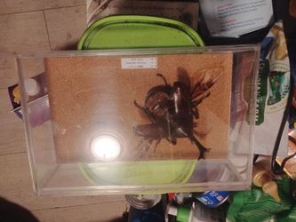 REAL Trypoxylus dichotomous (kabutomushi) Japanese rhinoceros beetle (male)