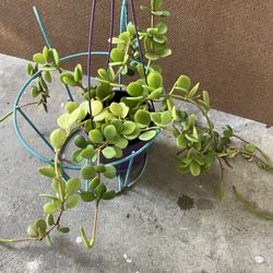 Peperomia Plant.