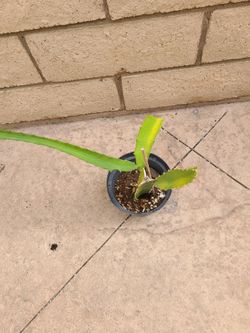 2ft Rooted Palora DRAGONFRUIT PLANT
