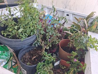 Plant sale