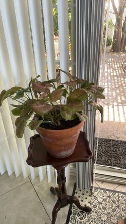 Plant in terracotta pot