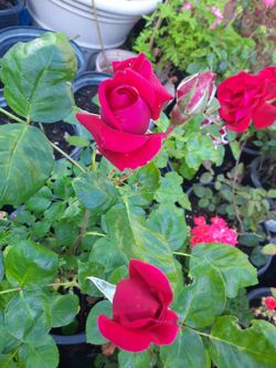 Pink Red and White Roses