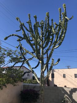 Cactus