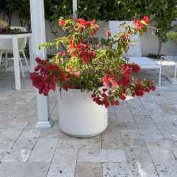 Bougainvillea Red Flower 