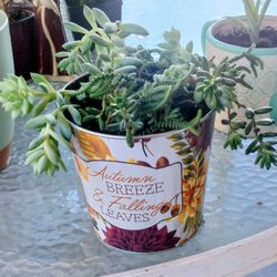 Several Succulents In Autumn Container