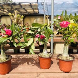 Desert Rose 🌹