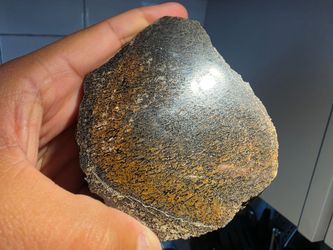 Dinosaur bone