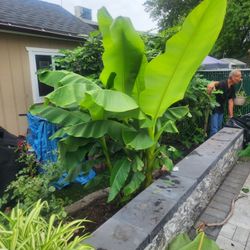 Banana trees