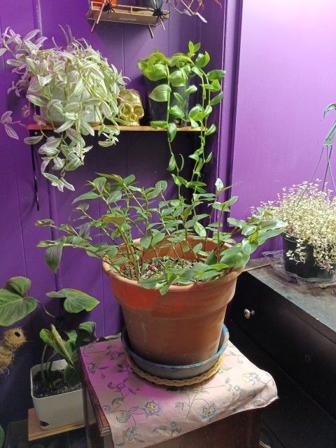 Maidens Blush Revert