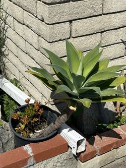 Agave Plant