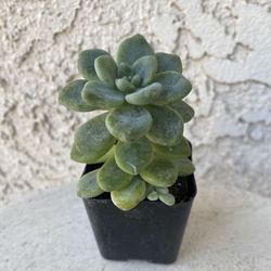 2 Inch Pot Succulent Plant - Sedum Clavatum - Tiscalatengo Gorge Sedum - Established - Drought Resistant 🪴 Perfect Baby & Wedding Shower Favors