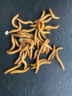 Meal Worms 50 Meal Worms per container Premium Fishing Bait!