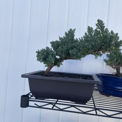 Juniper Bonsai 