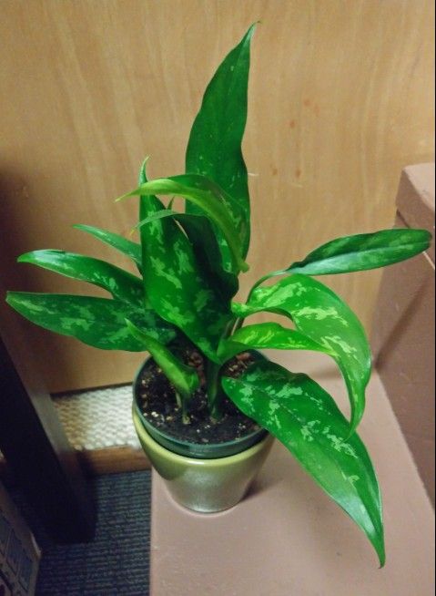 Aglaonema house plants$10-$12 Each pot