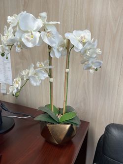 Office Plant